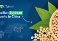 Brazilian Soybean Exports Surge to China as Prices Drop